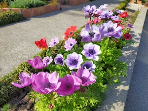 早春のアネモネの花の花の写真