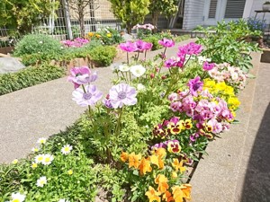 春の花が咲く庭の写真